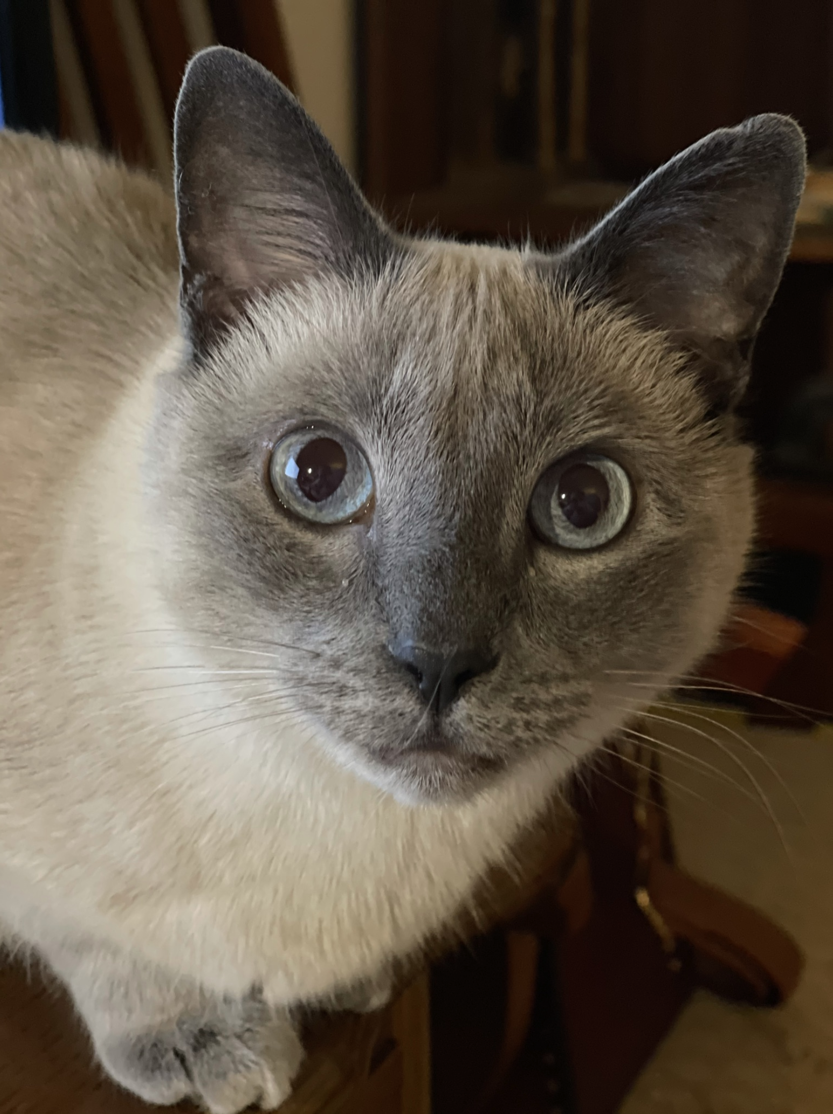 Photo of Cairo, a blue point siamese