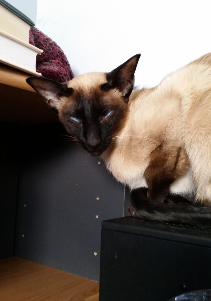 Photo of a siamese cat glowering at the camera.