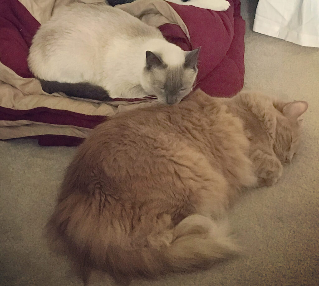 Photo of a blue point siamese and a ginger cat napping together.