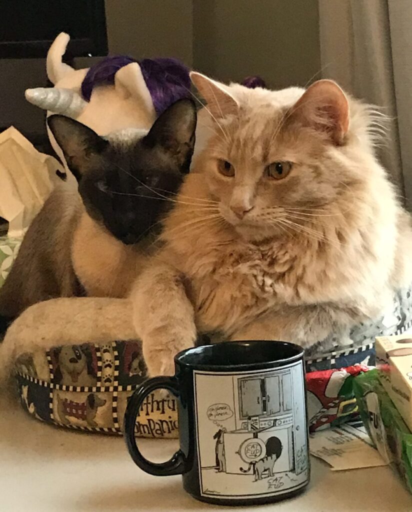 Photo of a ginger and a siamese cat snuggled up together.