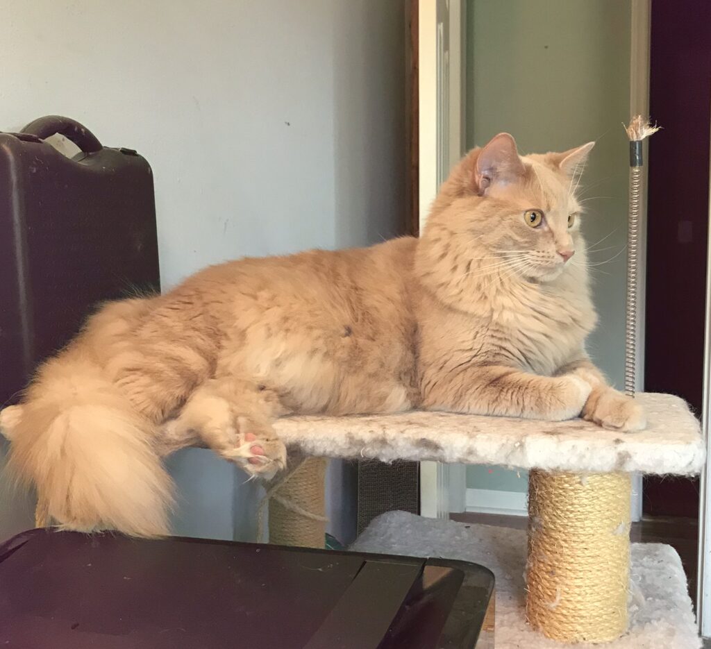 Photo of a large fluffy ginger cat.