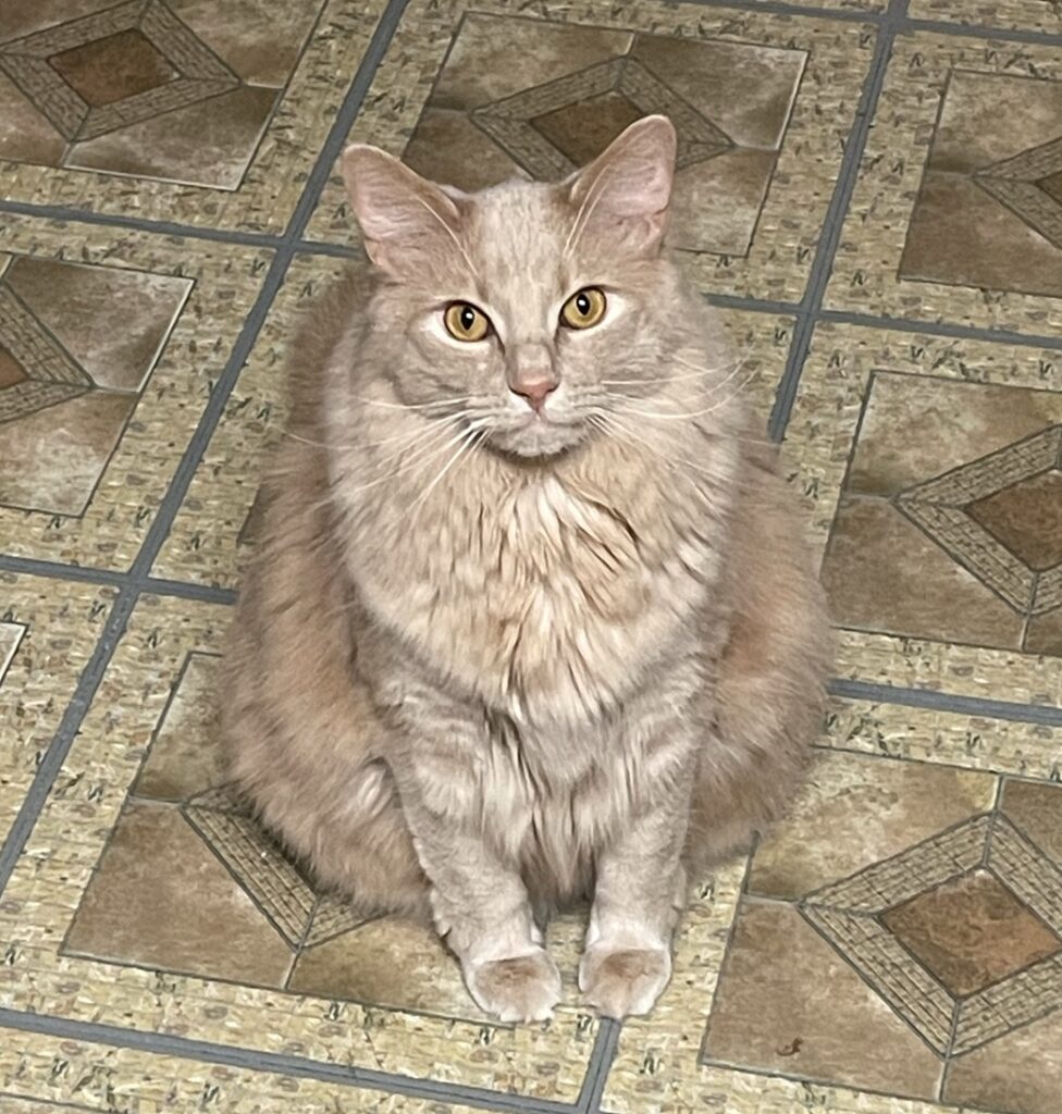 Photo of a ginger cat looking expectant (for food)