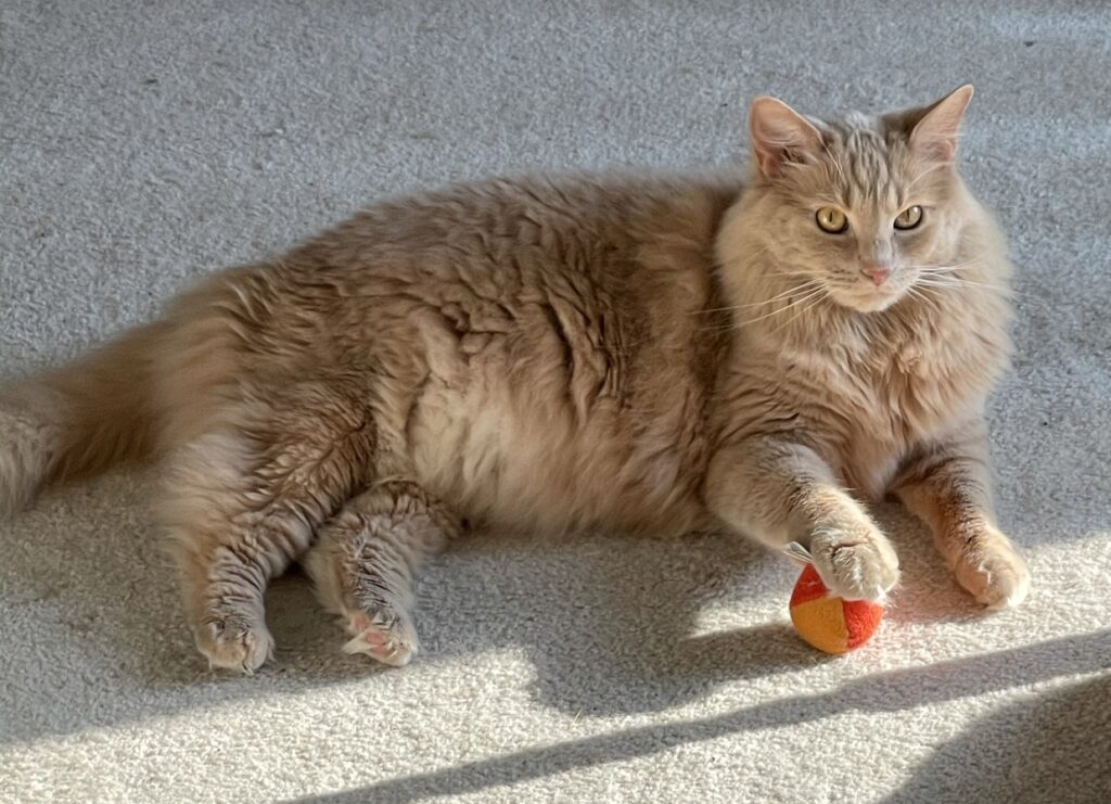 Lancelot with his paw on a small toy ball