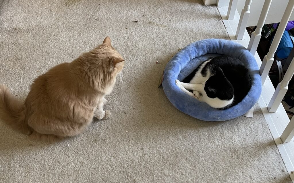 Photo of a large ginger cat looking at a smaller black and white cat that is curled up in a cat bed.