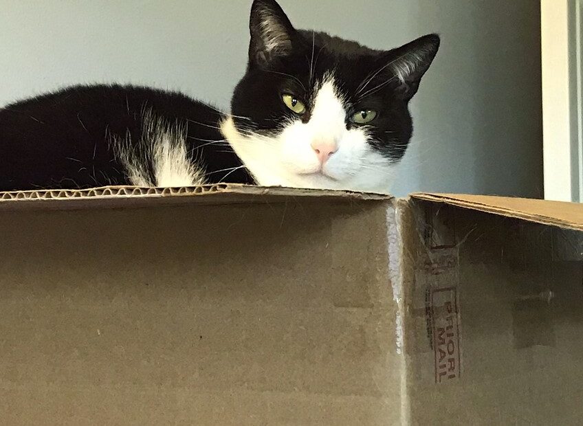 Black and white cat looking out of a box