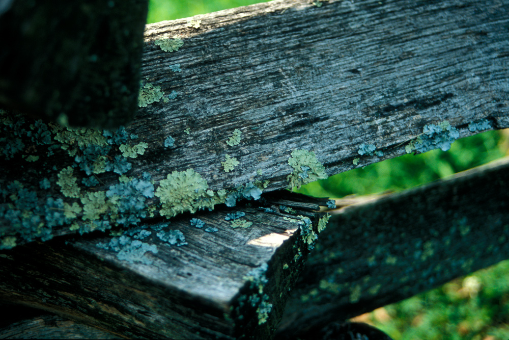Fence rails with lichen
